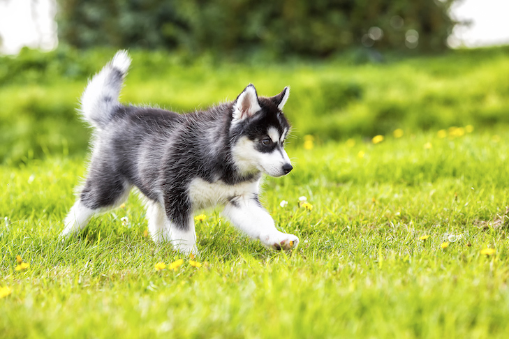 a cute siberian husky puppy running